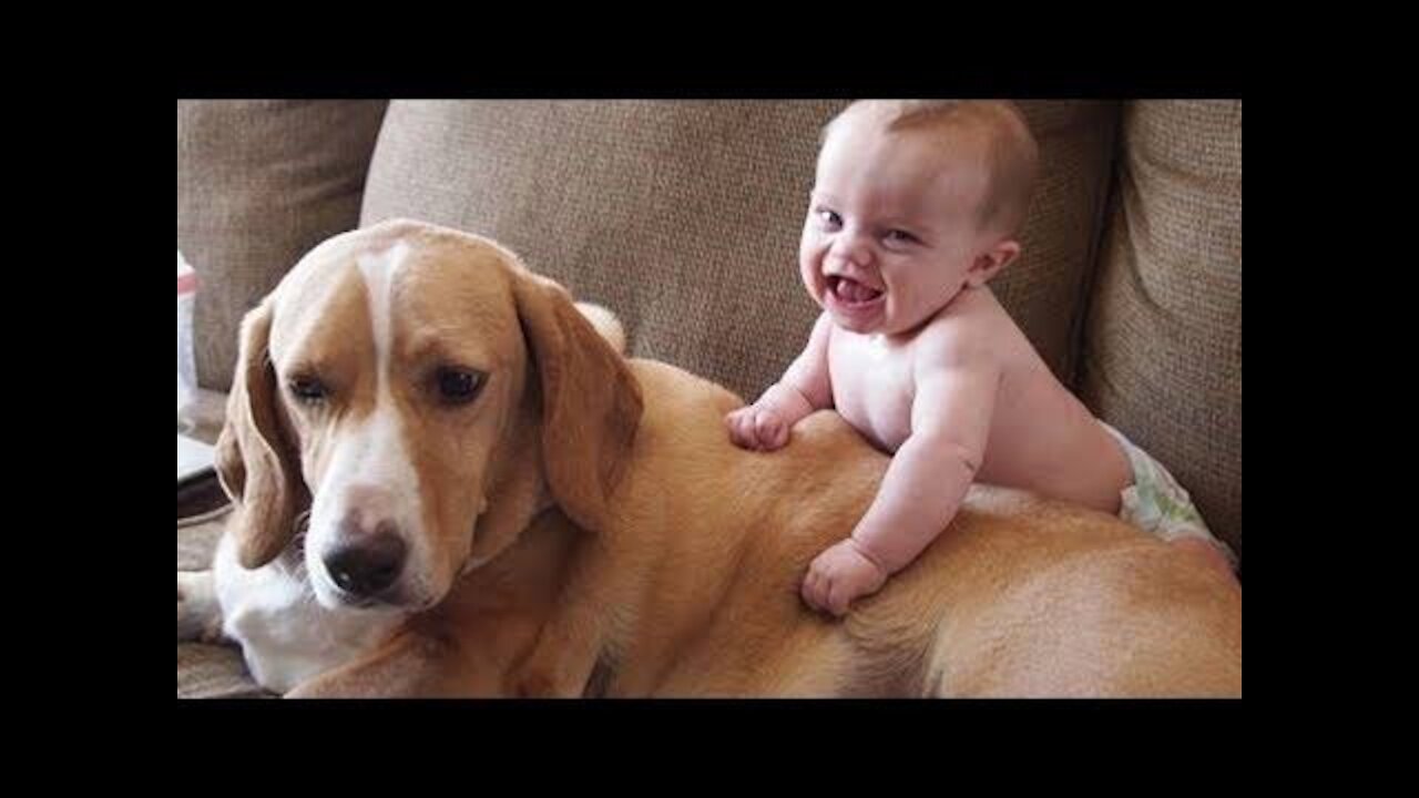 Funny Babies Laughing Hysterically at Dogs Complication