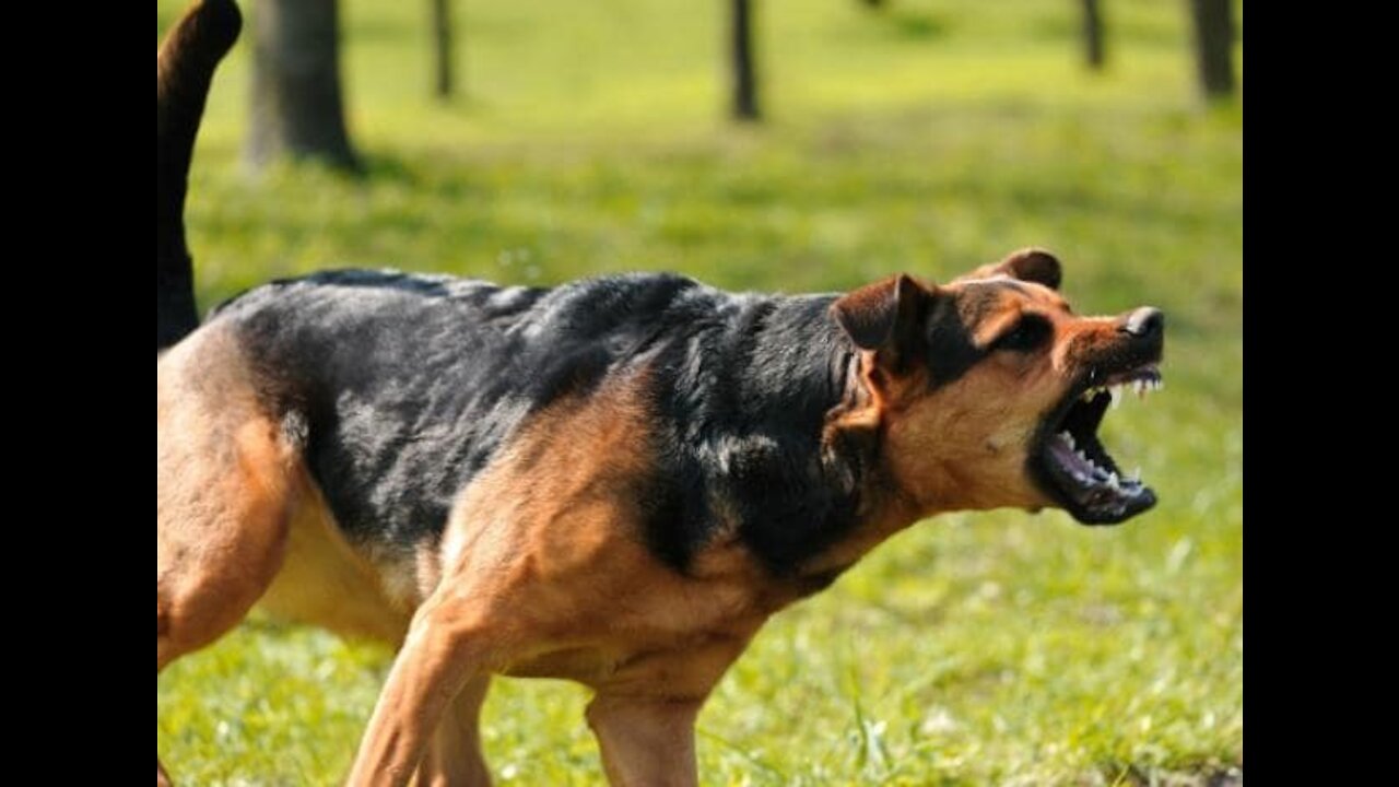 How To Make Dog instantly Fully Aggressive With Few Simple Tips.