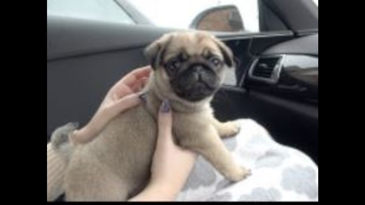 Bringing Winston Home! | 8 Week Old Pug Puppy #REPOST