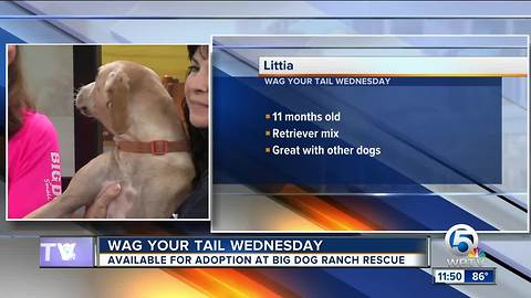 Leah and Littia each need a forever home