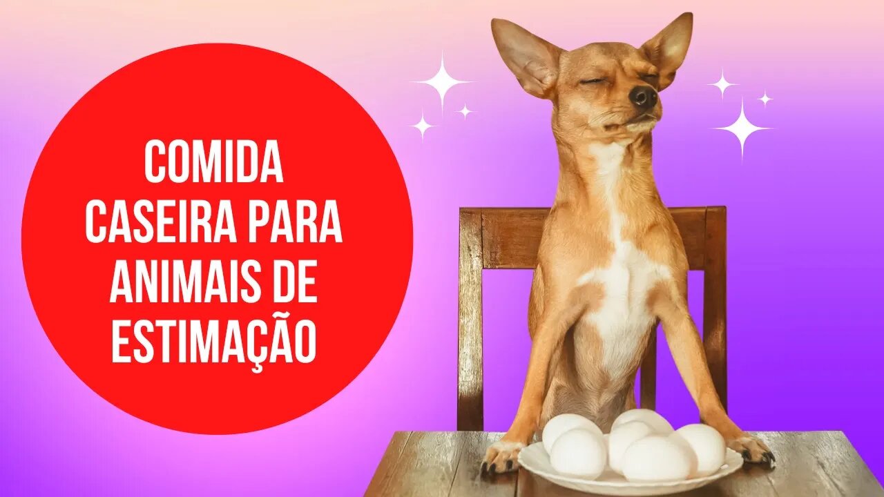 Como preparar comida caseira para animal de estimação