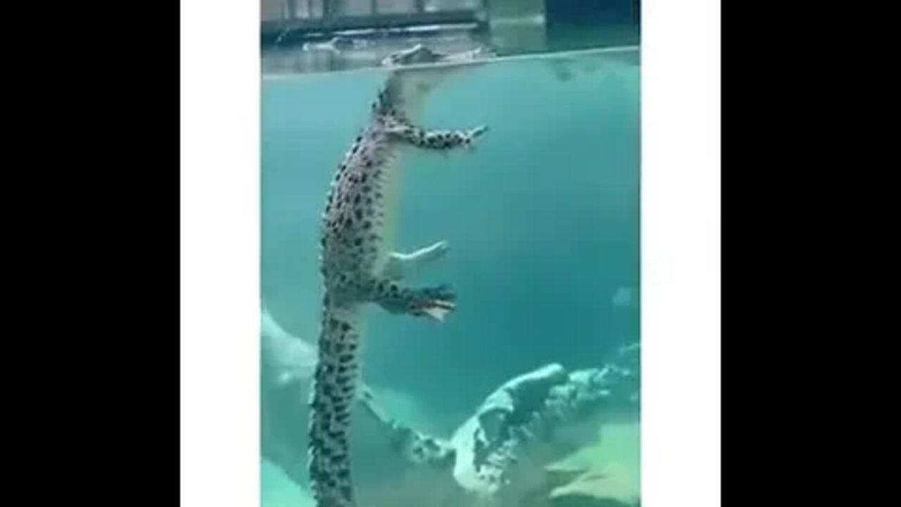 How Crocodiles Swim In The Water