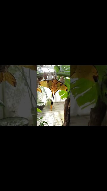 The Beautiful Comet Moth. Have a Peaceful Week.