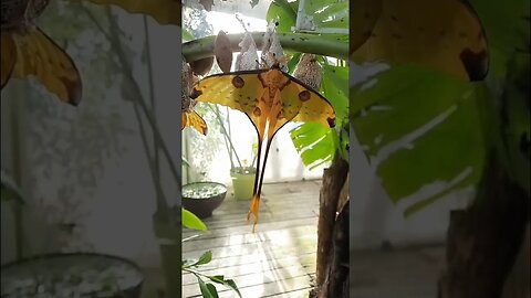 The Beautiful Comet Moth. Have a Peaceful Week.