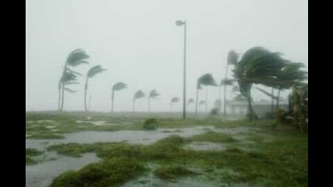 Cade un albero: giovani salvi per un pelo