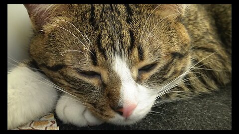 Cat Photography
