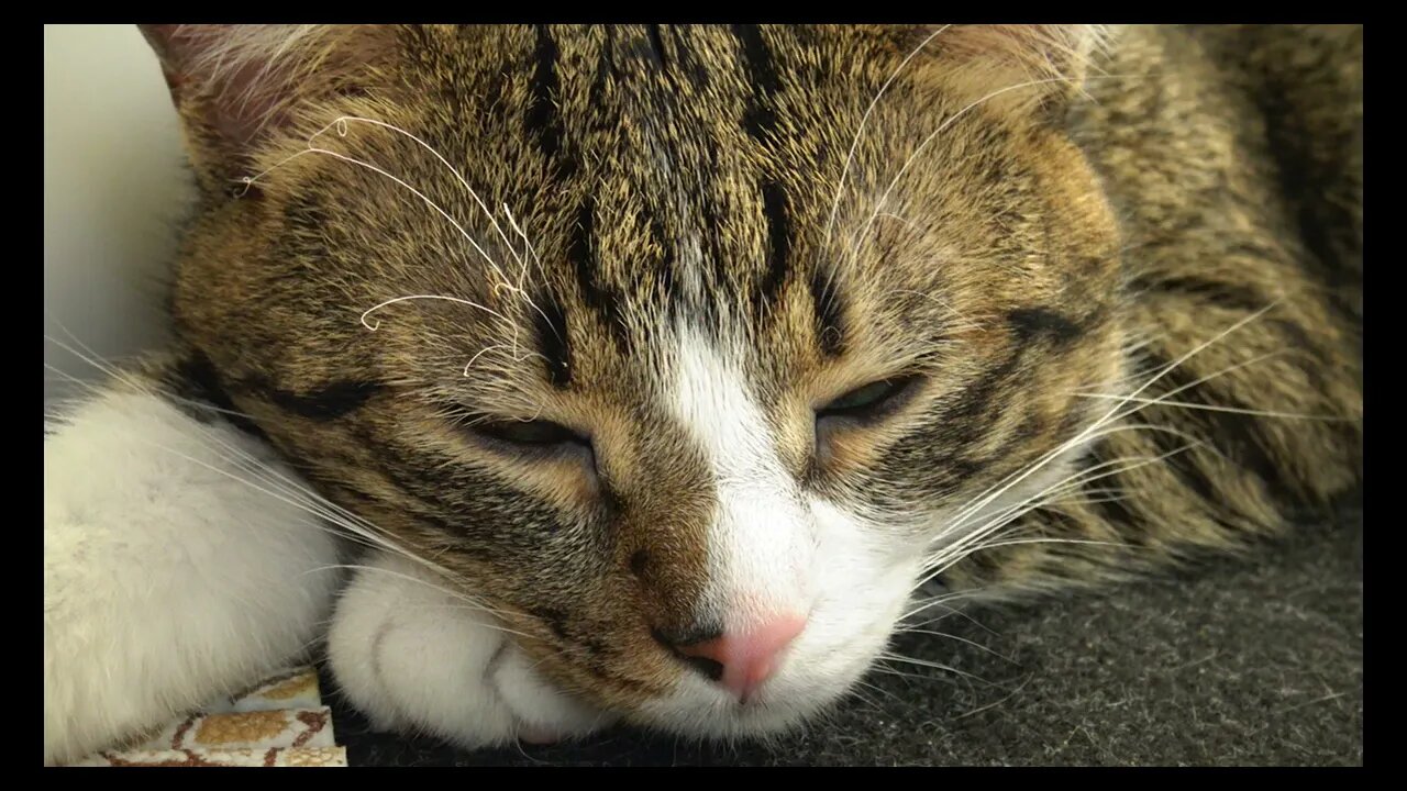 Cat Photography