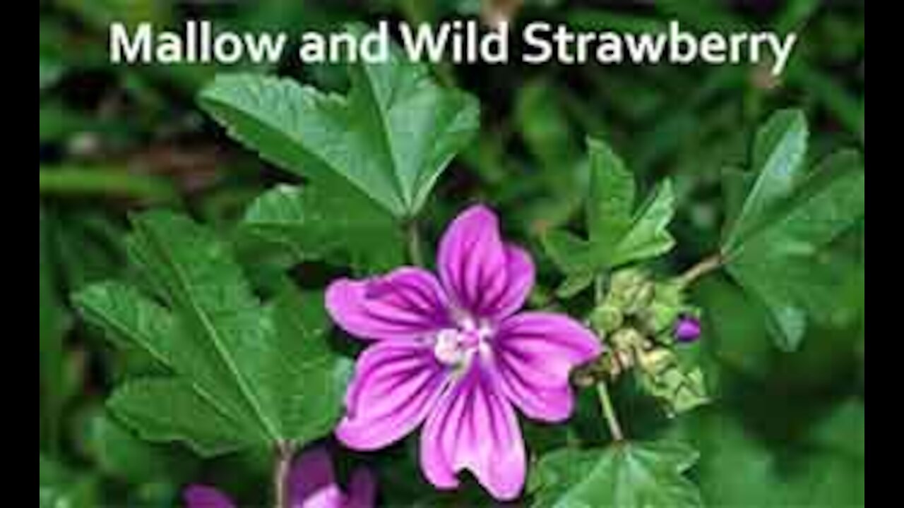 PFTTOT Part 120 Mallow and Wild Strawberry