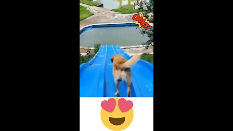 a dog skating in the water park!!