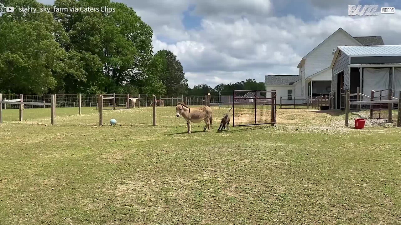 Burra pequena é rápida como uma égua!