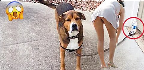 Funniest Videos 😂 Funny Cats 🐱 and Dogs 🐶