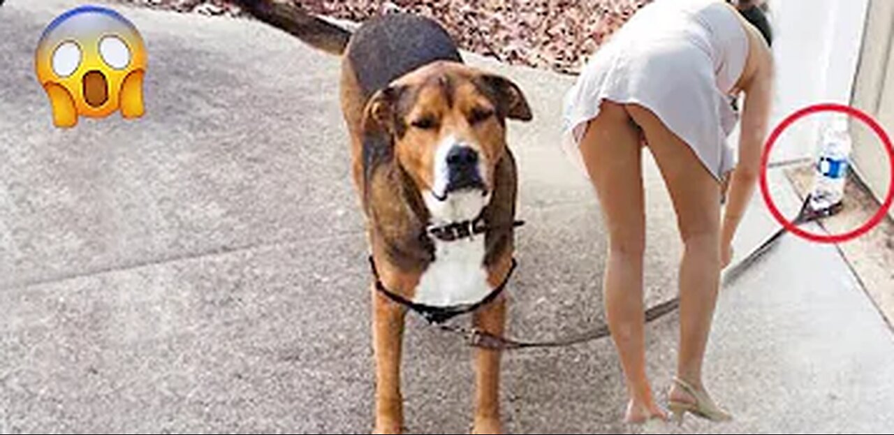 Funniest Videos 😂 Funny Cats 🐱 and Dogs 🐶