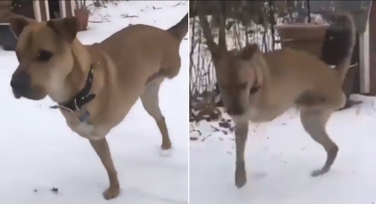 3 legged dog is prancing outside in the cold weather