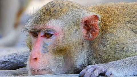 This monkey Has special Letter S on Face