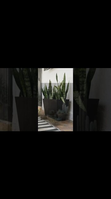 #shorts Plants Home | Transform Your Space with Stunning Indoor Plants