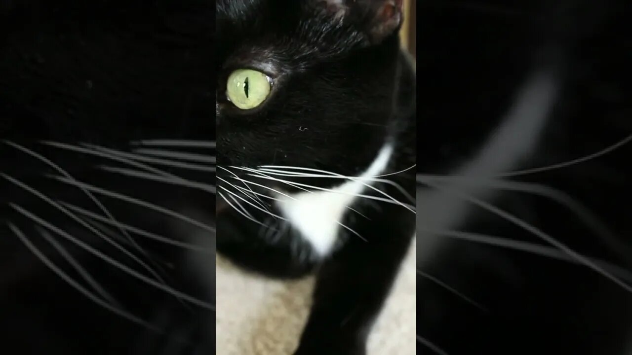 #shortscatsvideos #shorts cats videos#shortspetsvideos #shortspetsvideos #shortsanimalsvideos