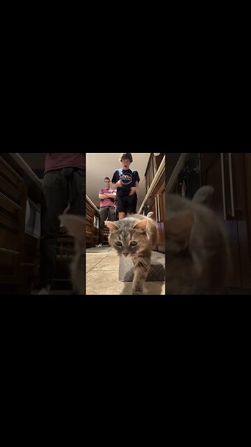 Car Got Curious 👀