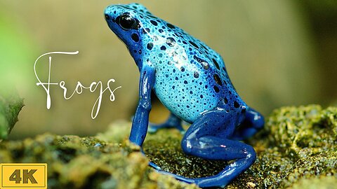 Frogs in the Wild: Amazing Footage | 4K frog