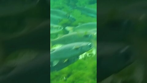 🐟 Freshwater Fish 🐟 at Wakulla Springs 05 #shorts