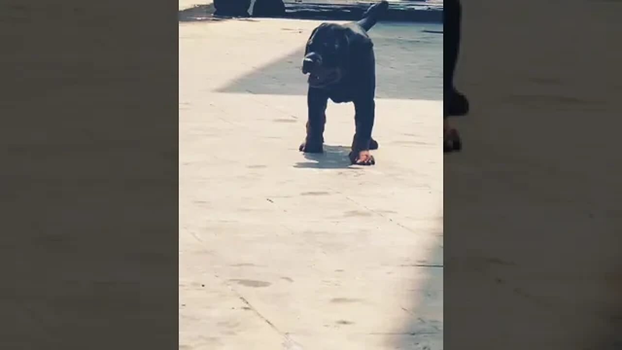 The Great Rottweiler #shorts