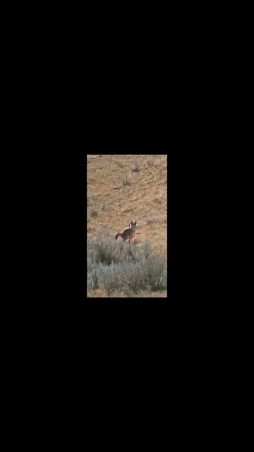 Hunting Coyotes #shorts #dogs #animals #hunter #095