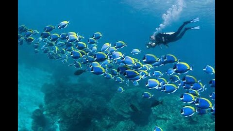 Scuba diving at north bay andaman island