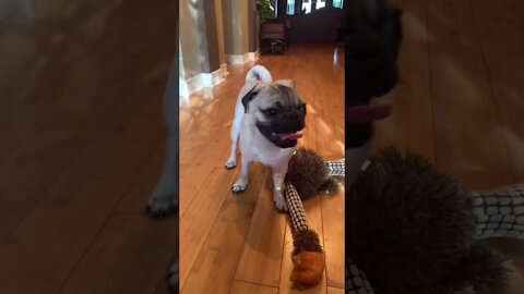 DOGS DON'T LIKE THIS SOUND😬😬😬😁 #SHORTS