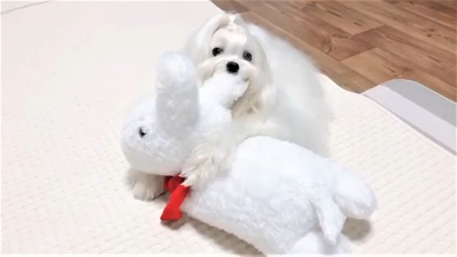 Maltese preciously cuddles rabbit stuffed animal