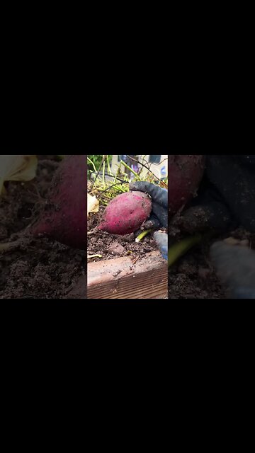 Backyard Sweet Potato Harvest