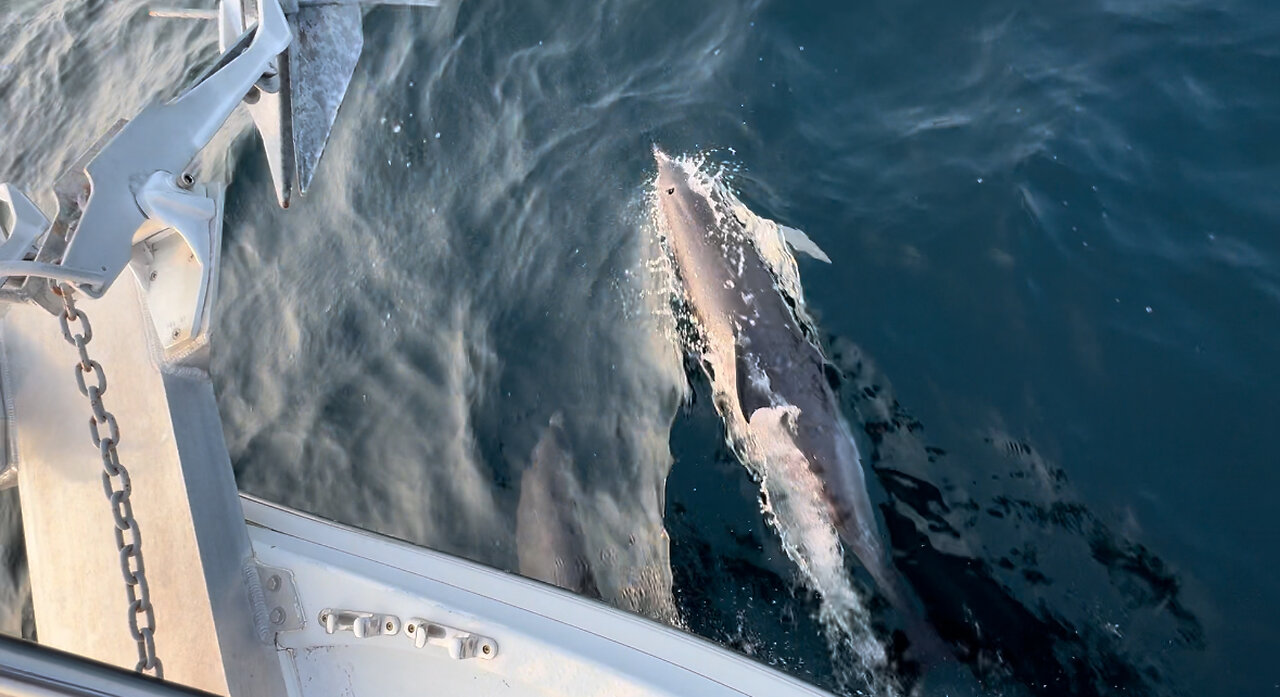 Dolphins Lead The Fishing Boat Mary Alice To The Tuna Grounds.