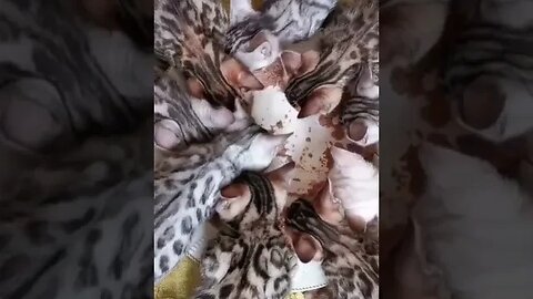 PLAYING CAT VIDEO MEAWWW