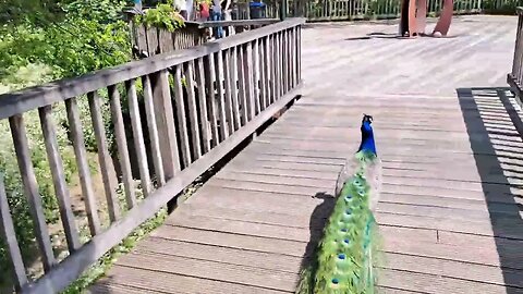 The Pauwers that BE. Pauw Peacock leading the way. Kasteelpark Born Limburg Nederland. Netherlands