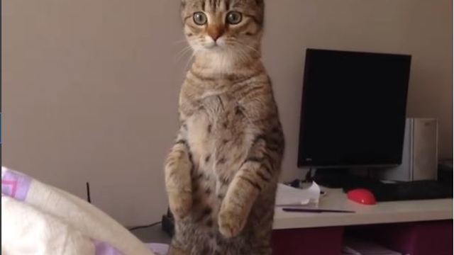 Funny curious cat