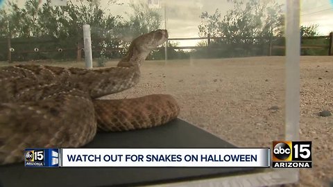 Rattlesnake Solutions offering free snake removal on Halloween