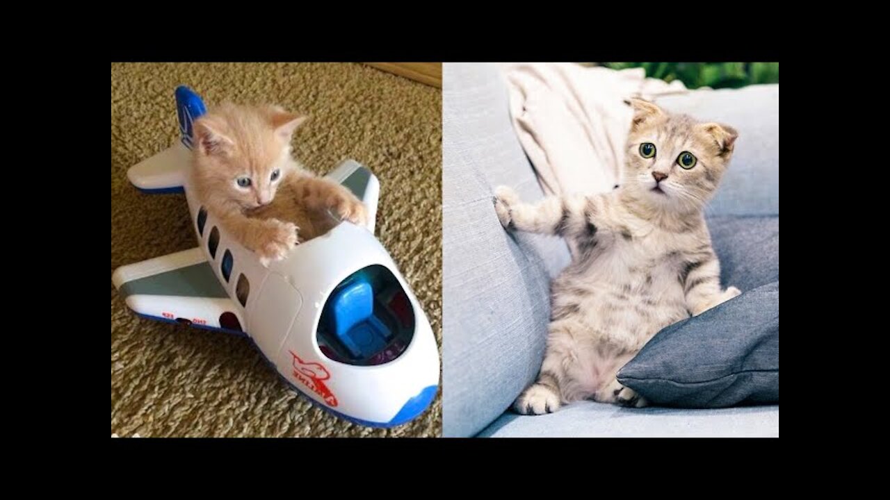 Cat Reaction to Toy - Funny Cat Toy Reaction Compilation