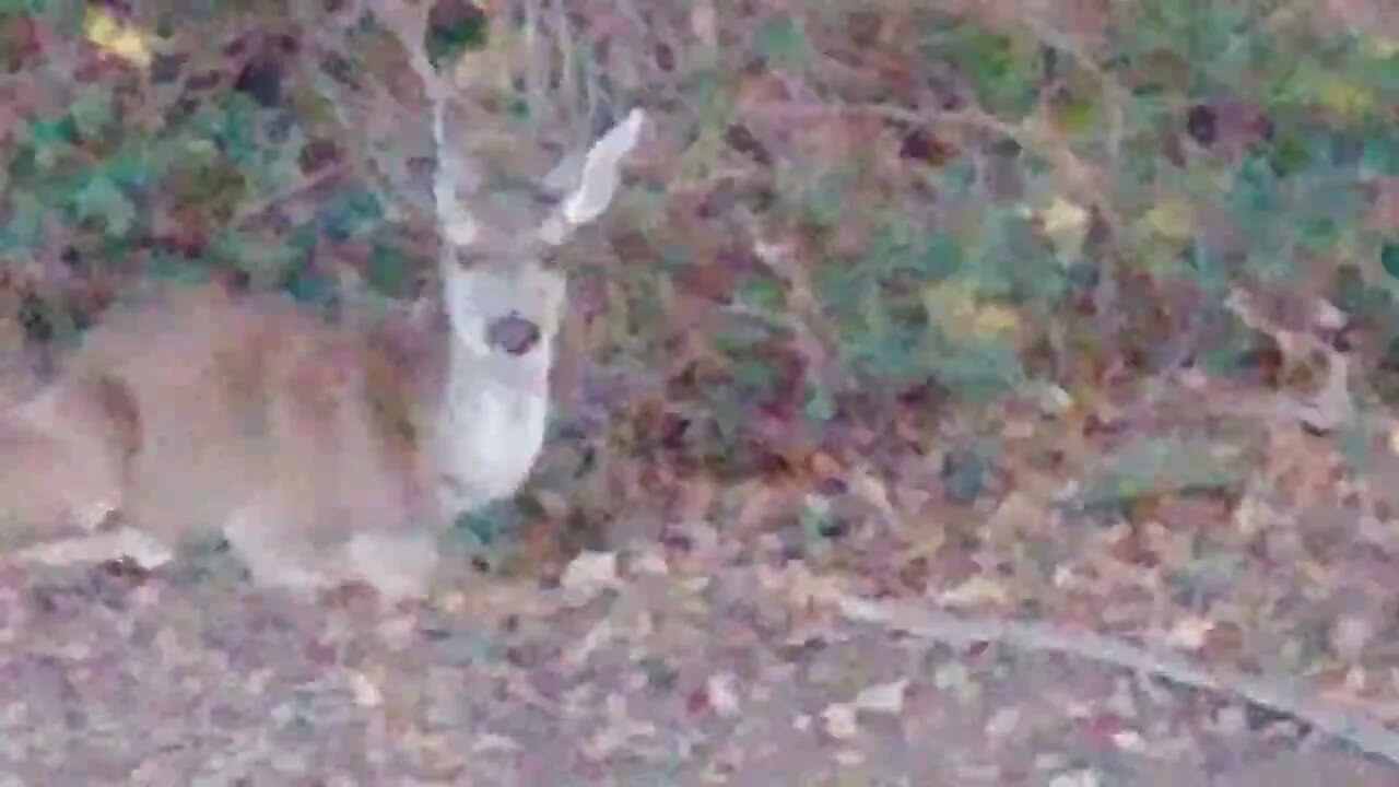 Deer on the nature trail