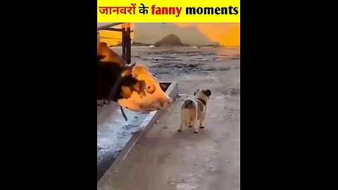 dog funny video kit English music