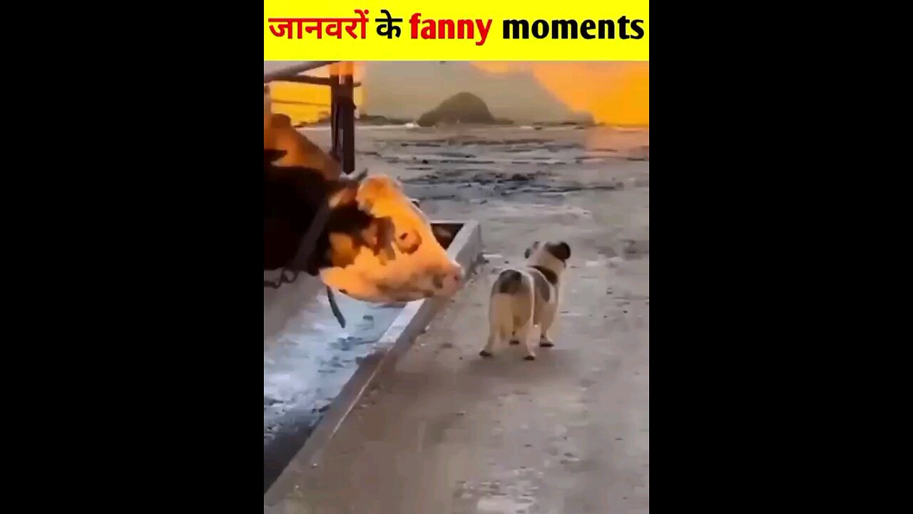 dog funny video kit English music