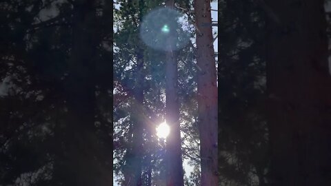 Forest Trees at Lake Tahoe around pope beach. #shorts #forestlaketahoe #southlaketahoe