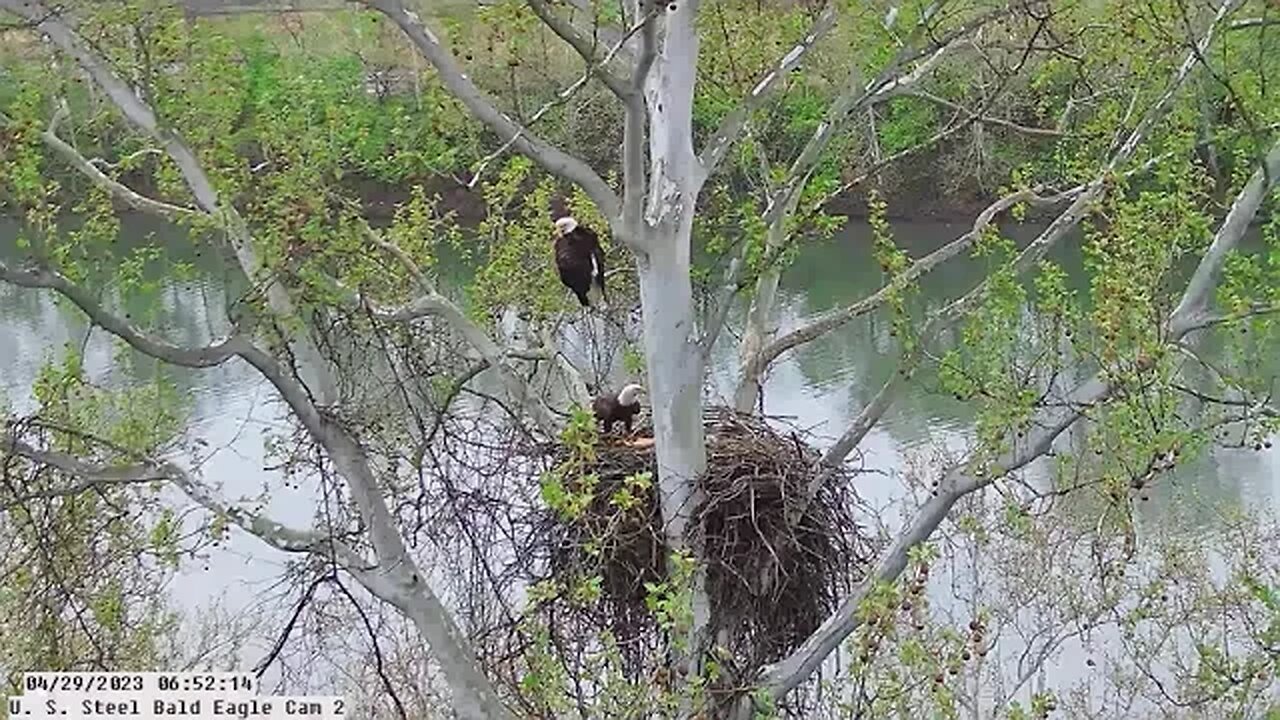 USS Bald Eagle Cam 2 4-29-23 @ 6:52 Irvin brings in big Palomino trout