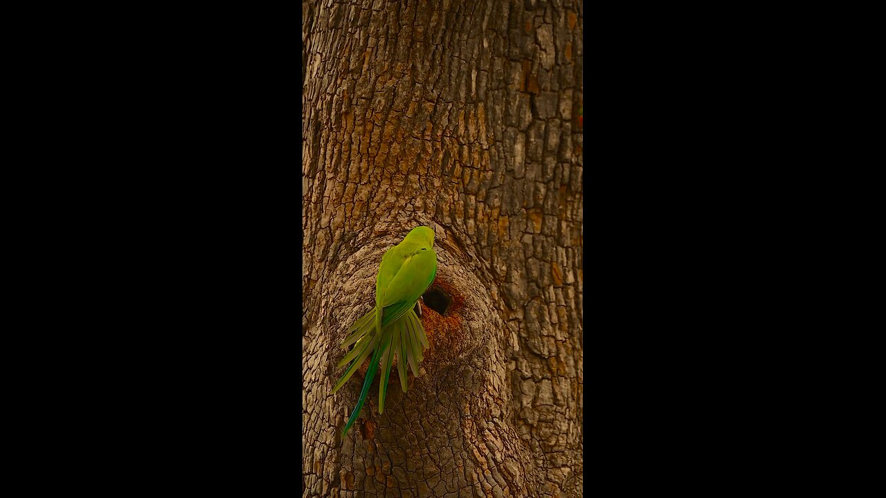 Lovely parrots video