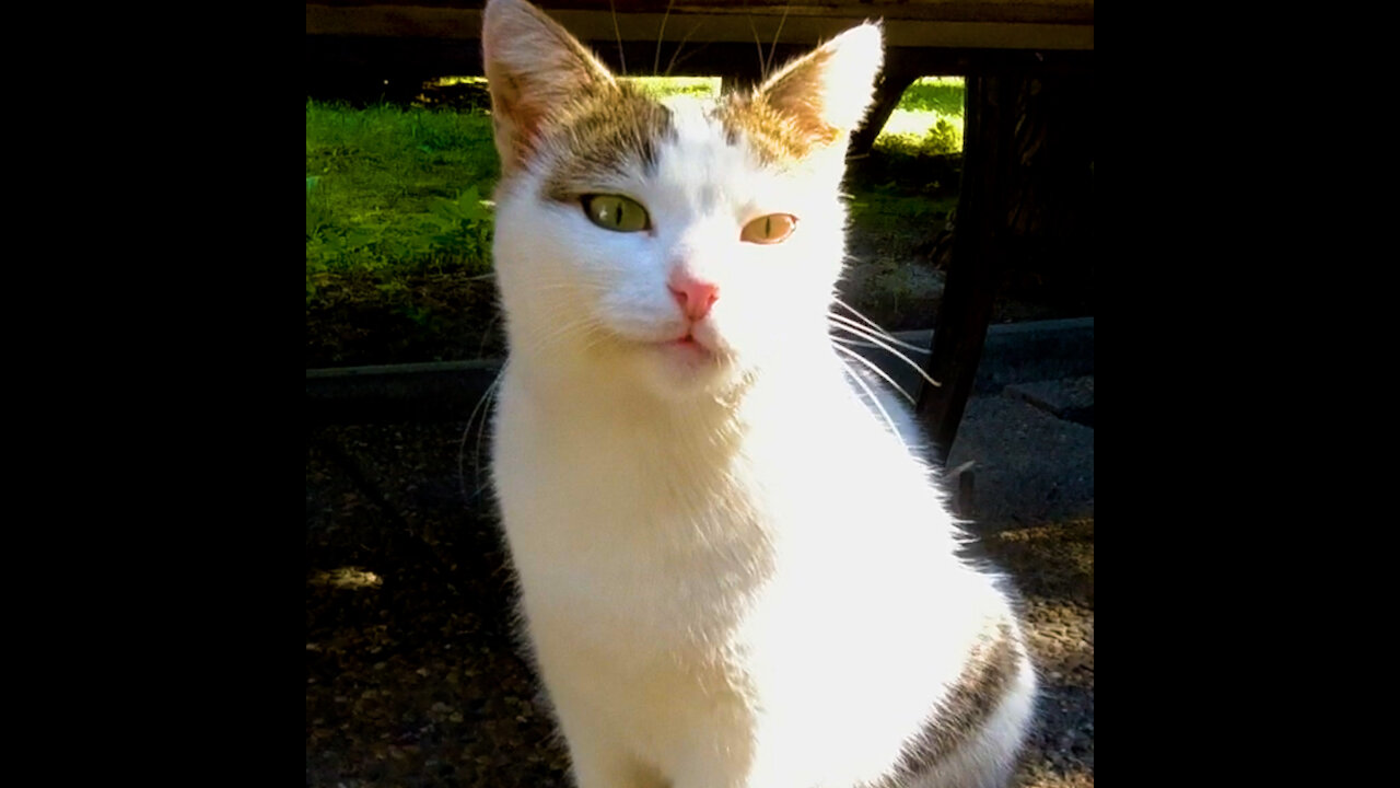 very cute and friendly stray cat