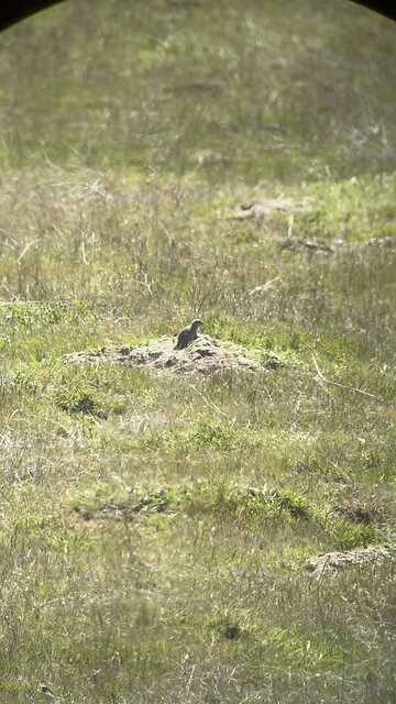 Ground Squirrel Carnage