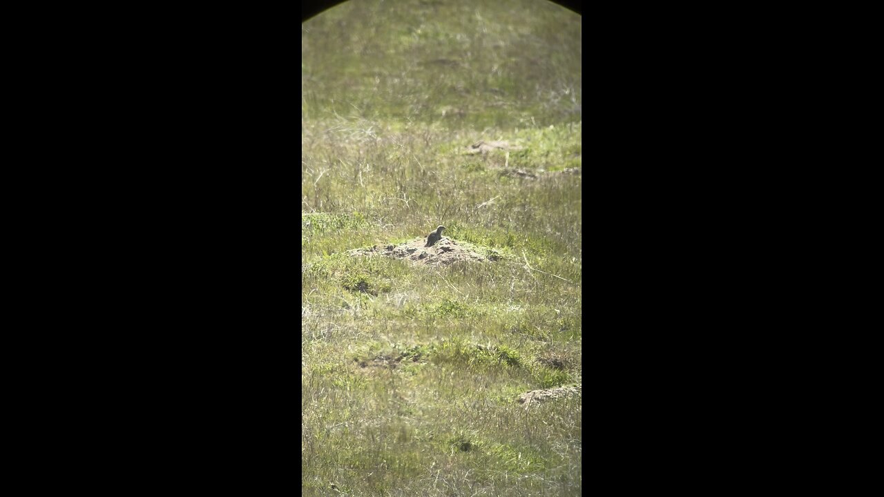 Ground Squirrel Carnage