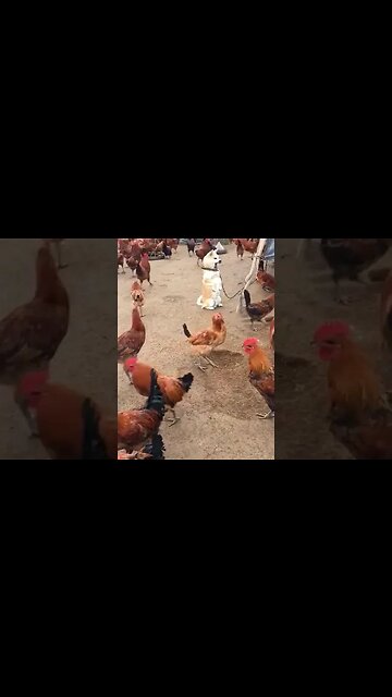 Dog forget his sound #dog #shorts