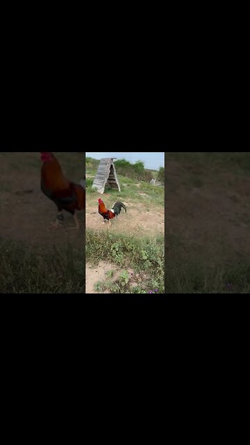 YLH stags coming around @ LivingWaterFarms247