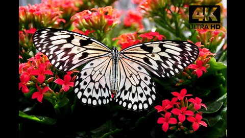 Relax with this beautiful viewer..Butterflies