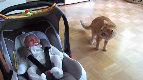 Babies and Cats Funny Video #1