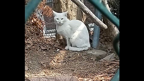 I saw an ugly white cat on the road today.