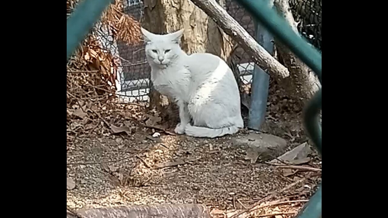 I saw an ugly white cat on the road today.